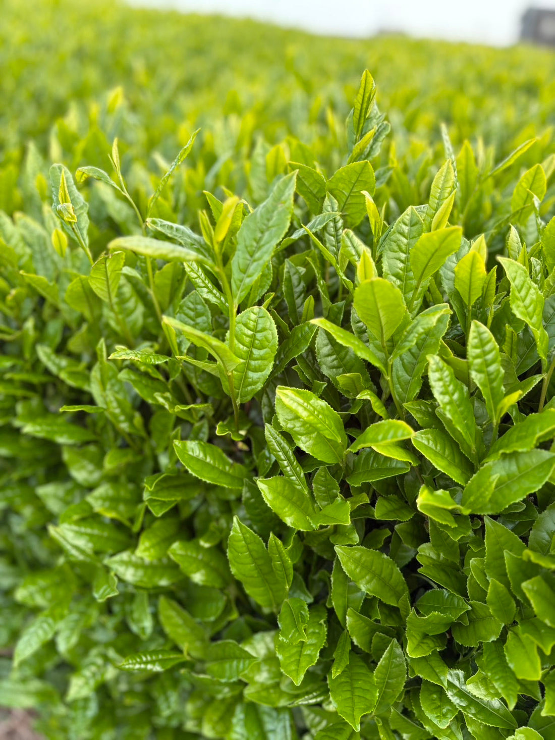Why Matcha Is Different From Green Tea